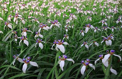 《天命奇御2》新海报发布 无声贤士和千面伶相登场